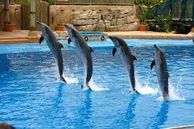 COMBO: Dolphinarium Show + Dubai Underwater Zoo - Gallery
