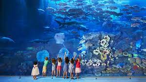 COMBO: Dolphinarium Show + Dubai Underwater Zoo - Gallery