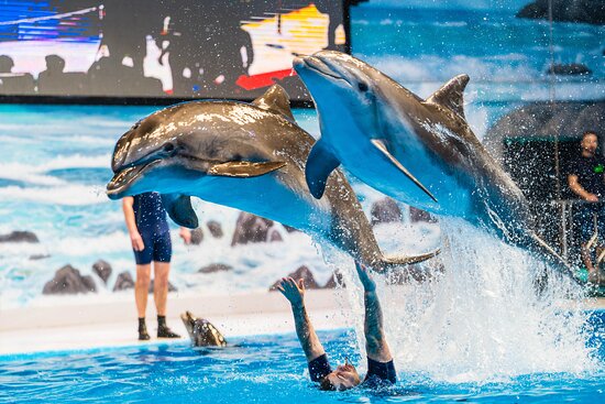 10 Attractions To Explore Near The Dubai Dolphinarium