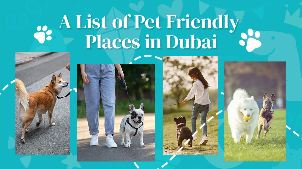 Pet Friendly Places In Dubai