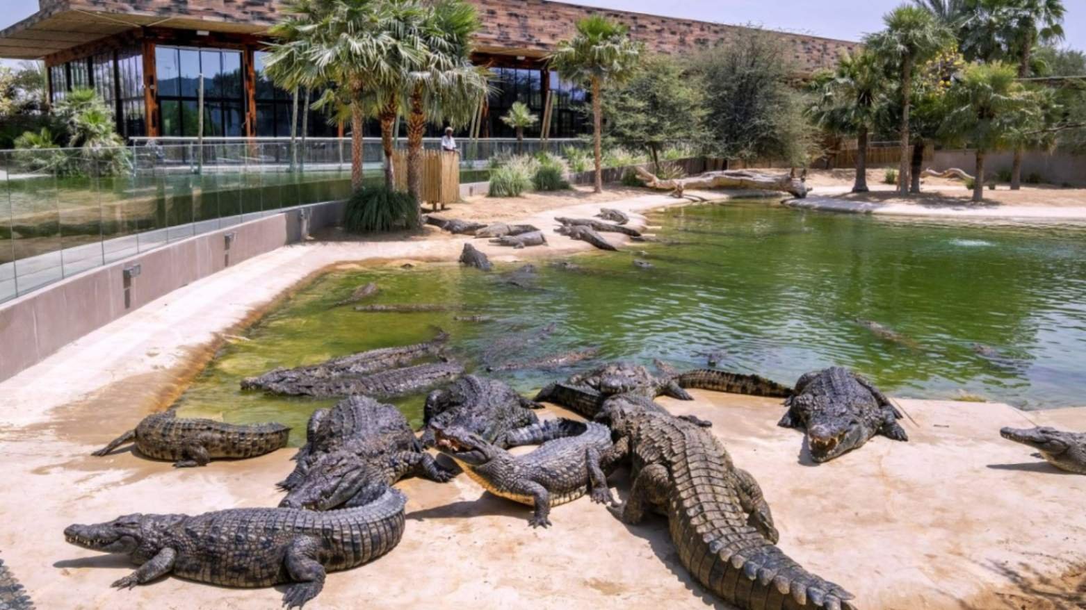 Stop Searching for Excitement – This Hidden Crocodile Park in Dubai Will Blow Your Mind!