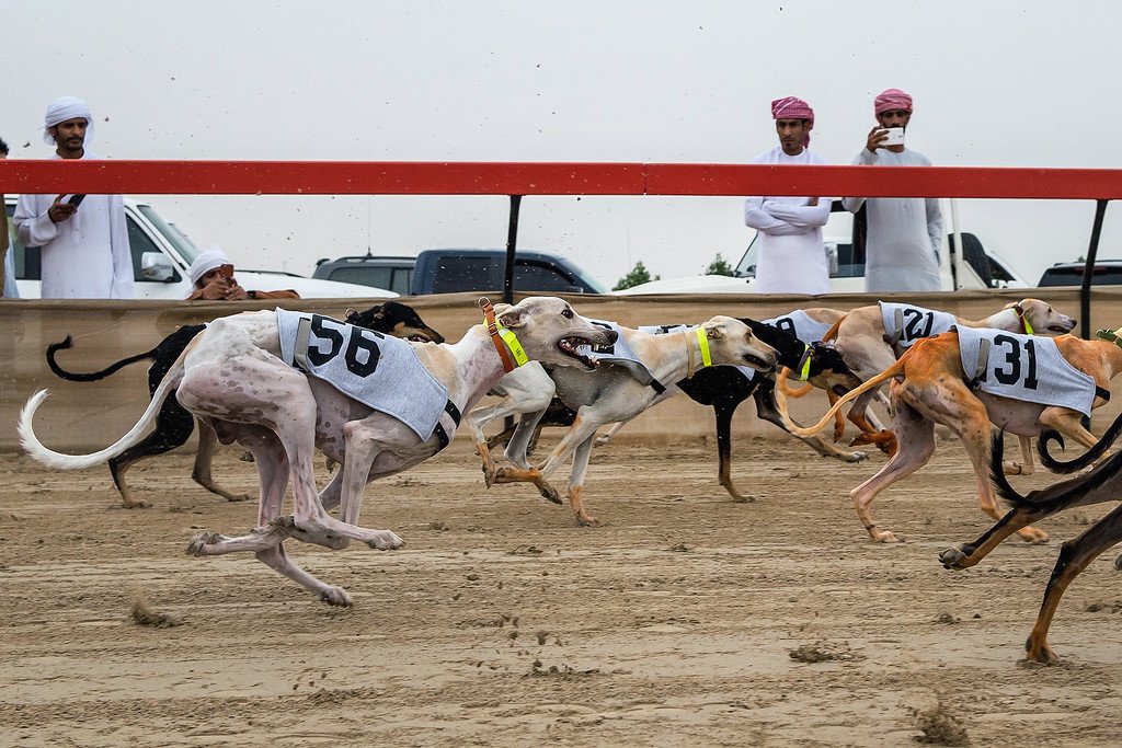 saluki racing