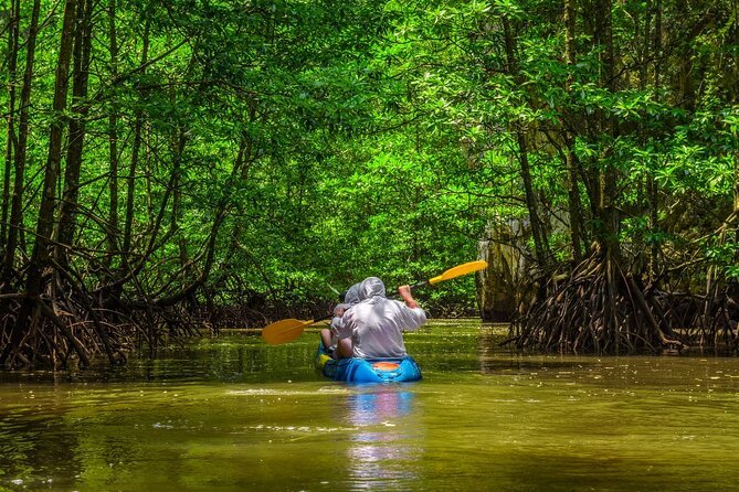 mangrove kayaking tours