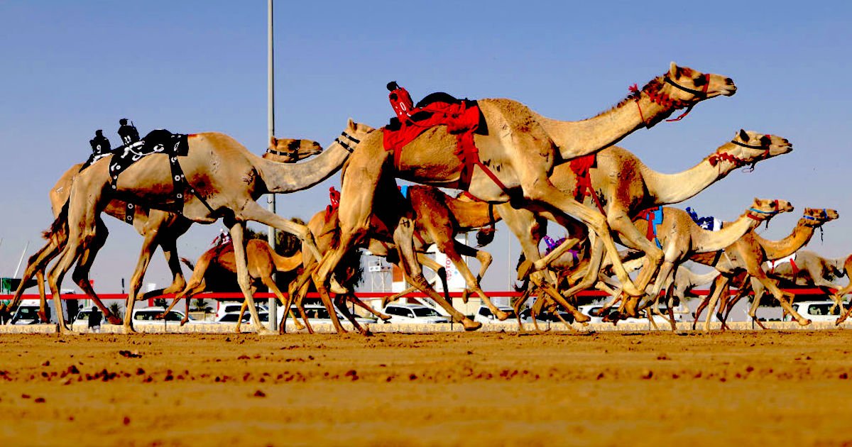 camel racing