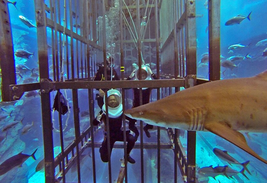 cage diving