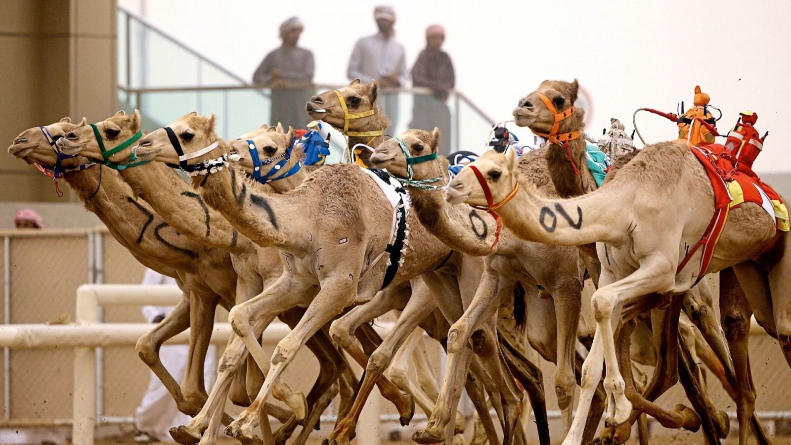 camel racing in dubai