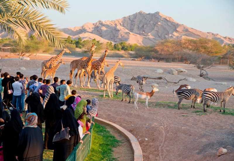 al ain zoo