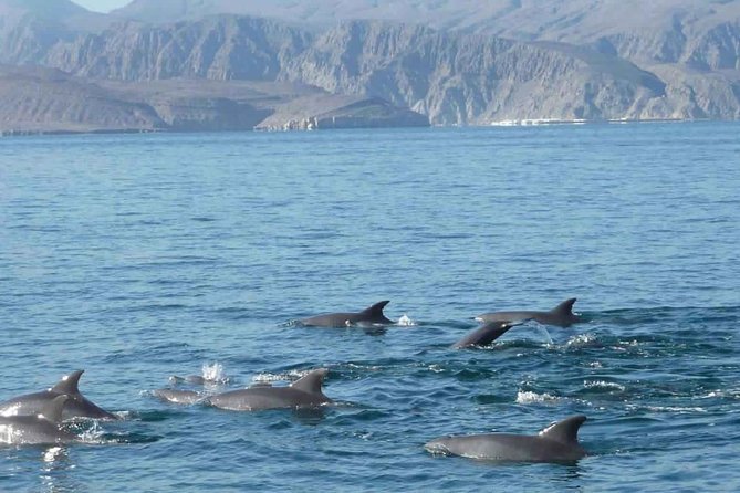 observing dolphins