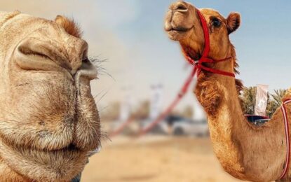 Camel Trekking in Dubai: Discover the Magic of the Desert