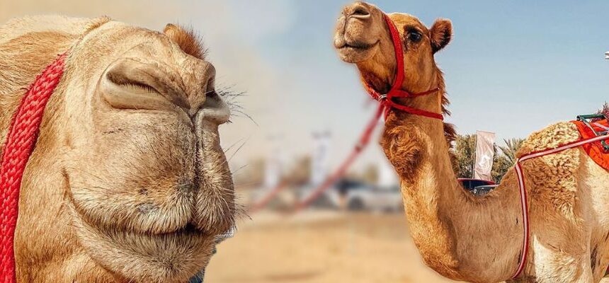 Camel Trekking in Dubai: Discover the Magic of the Desert