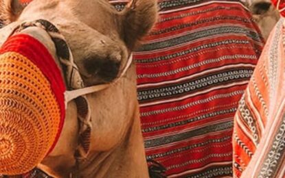 Desert Safari Without Dinner: Don’t Miss Out on the Full Experience