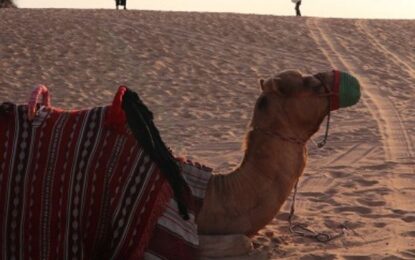 Desert Safari Experience: The Magic of the Arabian Sands