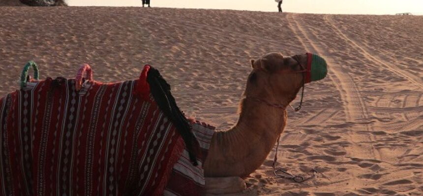 Desert Safari Experience: The Magic of the Arabian Sands