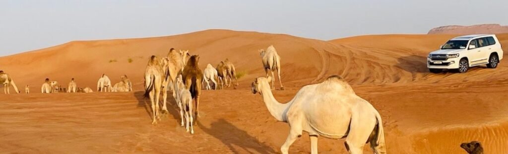 Live entertainment performance in Dubai's desert.