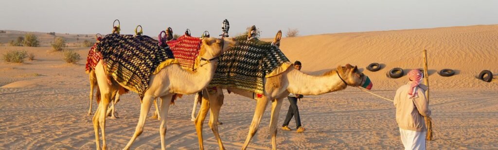 Guests riding camels in Dubai's desert.