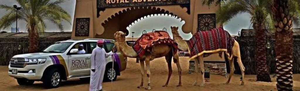 Camel handlers preparing camels for a tour.