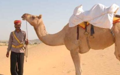 Camel Tour Dubai: An Unforgettable Desert Journey