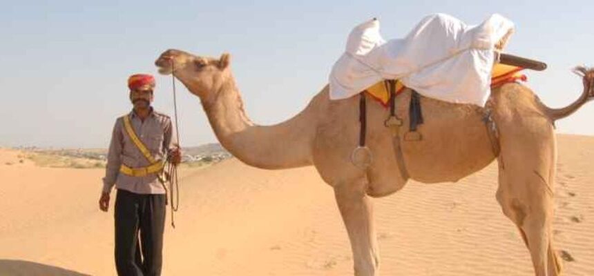 Camel Tour Dubai: An Unforgettable Desert Journey