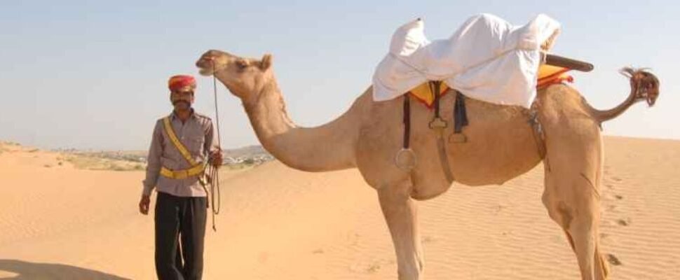 Camel caravan walking through Dubai's desert.