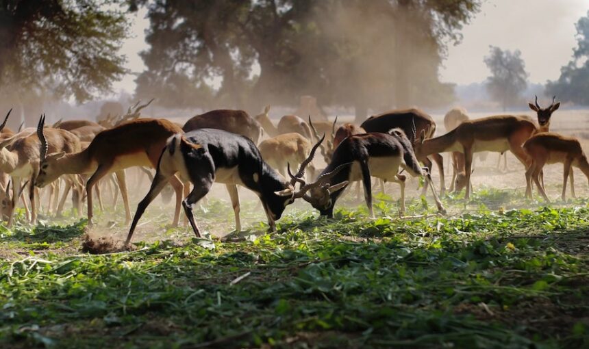 Dubai Safari Park Tickets: Entry Only