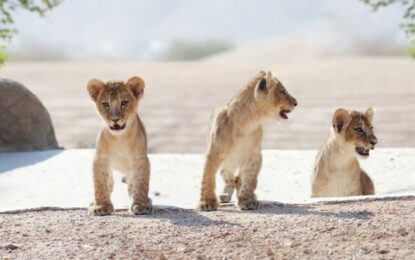 Al Ain’s Best Kept Secret: 8 Things to do in Al Ain