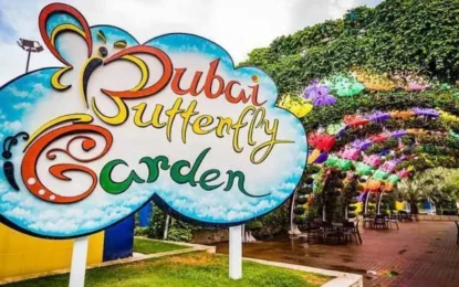 A Complete Guide On Dubai Butterfly Garden