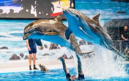 10 Attractions To Explore Near The Dubai Dolphinarium