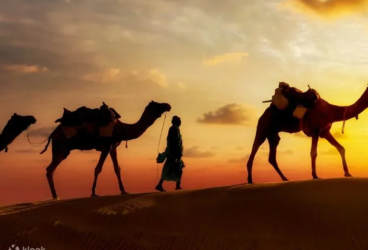 Ready for an Epic Adventure? Camel Riding in Dubai Is Calling Your Name!