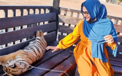 Get Closer to Nature: The Ultimate Guide to Visiting Umm Al Quwain Zoo