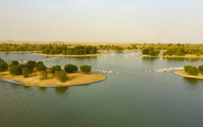 Craving a Break? 5 Unmissable Ways to Chill at Al Qudra Lake!