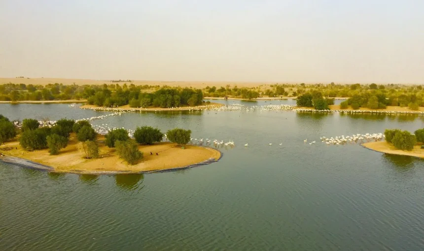 Craving a Break? 5 Unmissable Ways to Chill at Al Qudra Lake!
