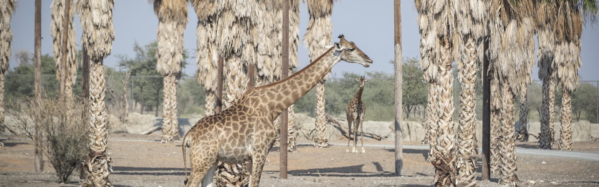 An Unforgettable Day at the Sharjah Safari Park Awaits You! › Forever Tourism LLC