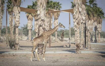 An Unforgettable Day at the Sharjah Safari Park Awaits You!