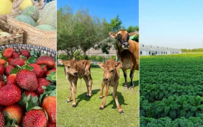 The top 4 fantastic farm shops to visit in the UAE