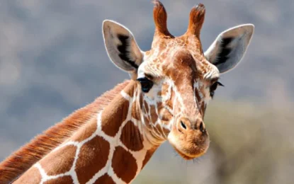 Top 7 incredible animal encounters in Dubai from mild to wild
