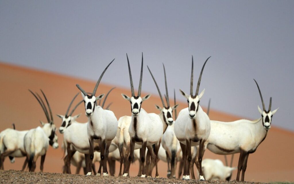 Arabian Oryx – Wildlife Sightings on a Desert Dubai Safari › Forever Tourism LLC Arabian Oryx standing in the desert during a Desert Dubai Safari experience.