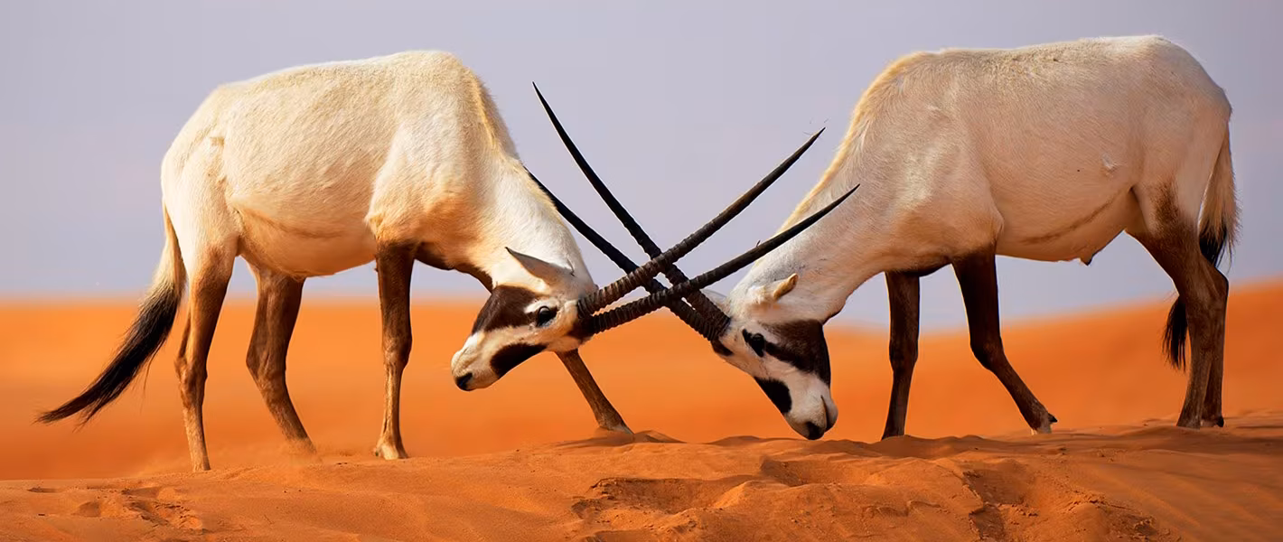 desert dubai wildlife hd › Forever Tourism LLC Two Arabian oryx locking horns in the desert during a Desert Dubai Safari.