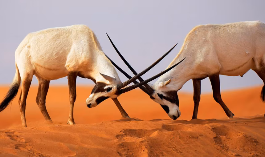 Here Are 5 Wildlife Surprises You’ll Encounter on a Desert Dubai Safari 2025!
