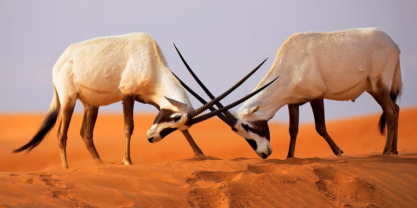 Two Arabian oryx locking horns in the desert during a Desert Dubai Safari.