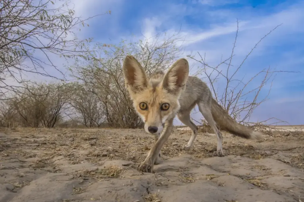 Desert Fox – Wildlife Encounters on a Desert Dubai Safari › Forever Tourism LLC Desert fox with striking golden eyes captured in its natural habitat during a Desert Dubai Safari.