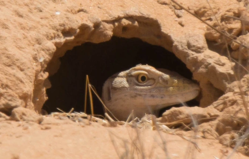Desert lizard peeking out from its sandy burrow during a Desert Dubai Safari.