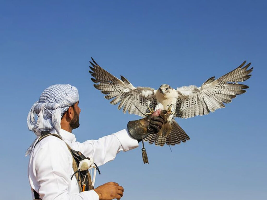 Falcon perched on a falconer’s hand during a traditional Desert Dubai Safari experience.