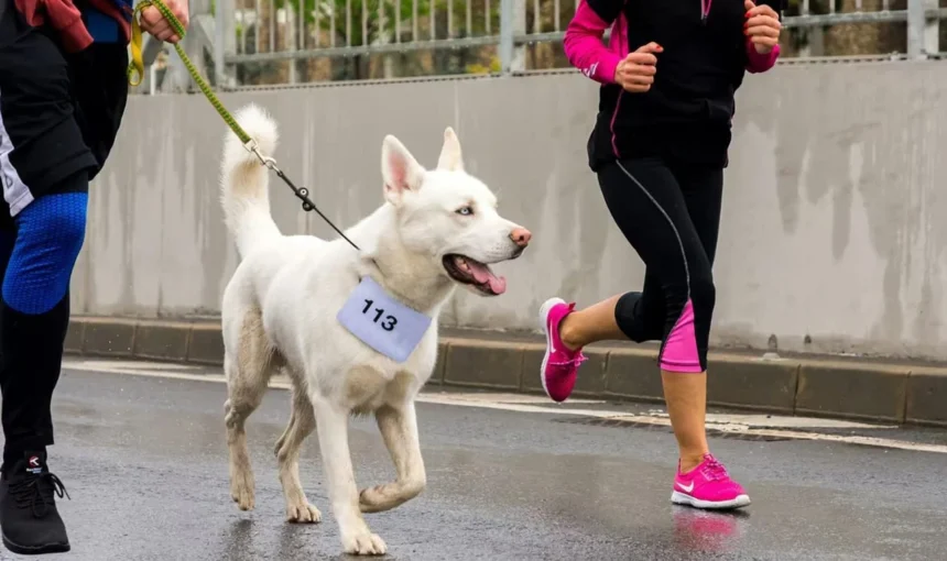 The Countdown to Wagathon Begins: Prepare for a Pawsitively Amazing Day!