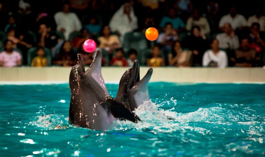 Dubai Dolphinarium: Amazing Dolphin & Seal Shows
