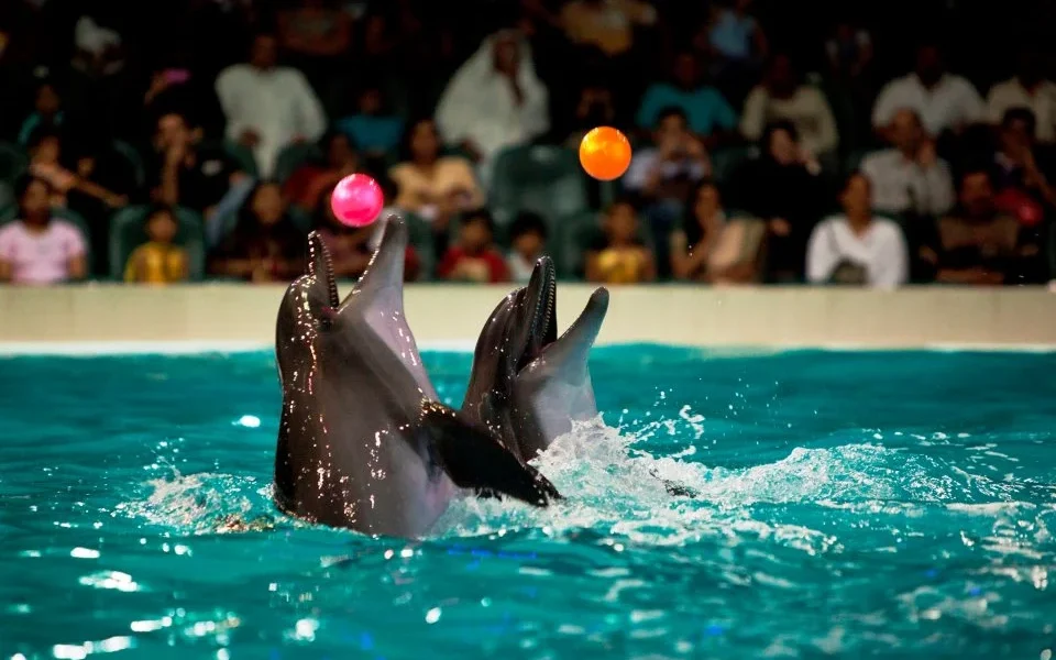 Live dolphin performance at Dubai Dolphinarium showcasing thrilling moments aligned with current dolphinarium show timings and venue highlights.