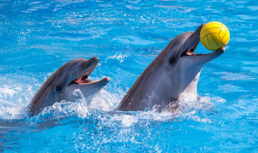 Dolphinarium Dubai – Unforgettable Marine Adventures Await
