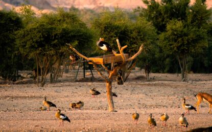 Nature and wildlife attractions in Abu Dhabi for outdoor explorers.