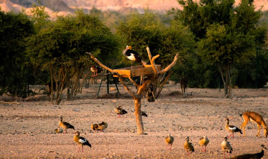 Explore Abu Dhabi’s Incredible Nature and Wildlife – Book Your Tour! › Forever Tourism LLC Nature and wildlife attractions in Abu Dhabi for outdoor explorers.