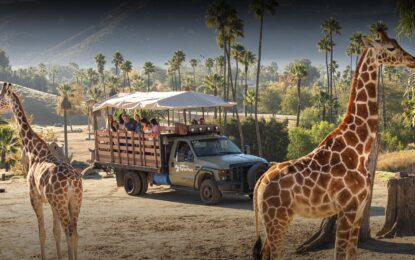 A breathtaking view of Safari Park in Dubai, featuring exotic animals, lush greenery, and adventure-filled landscapes. Book your Dubai Safari Park Tickets now!