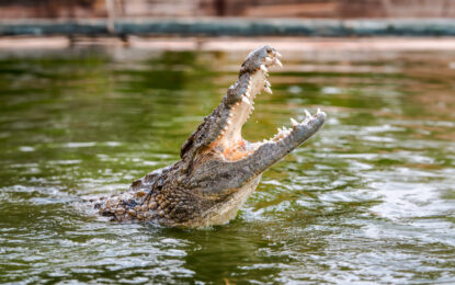 Crocodile Park Dubai – A Thrilling Wildlife Experience!